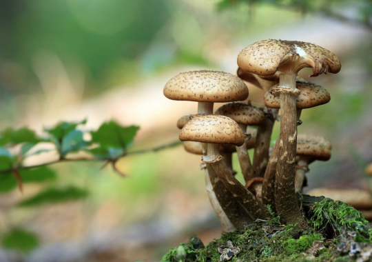 Champignons, automne en terres d'Azay-Chinon, Touraine, Centre Val de Loire