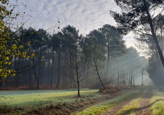 Balade en foret domaniale de Chinon classé parc naturel régional. Indre et Loire en Touraine, Centre Val de Loire