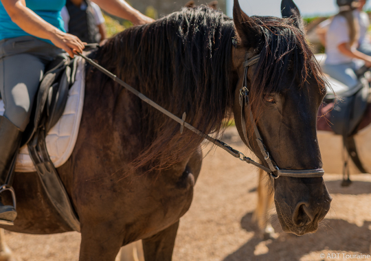 Touraine-Cheval_Credit_ADT_Touraine_JC_Coutand_2030-68