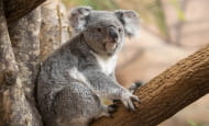 ZooParc de Beauval - Koala - unique en France