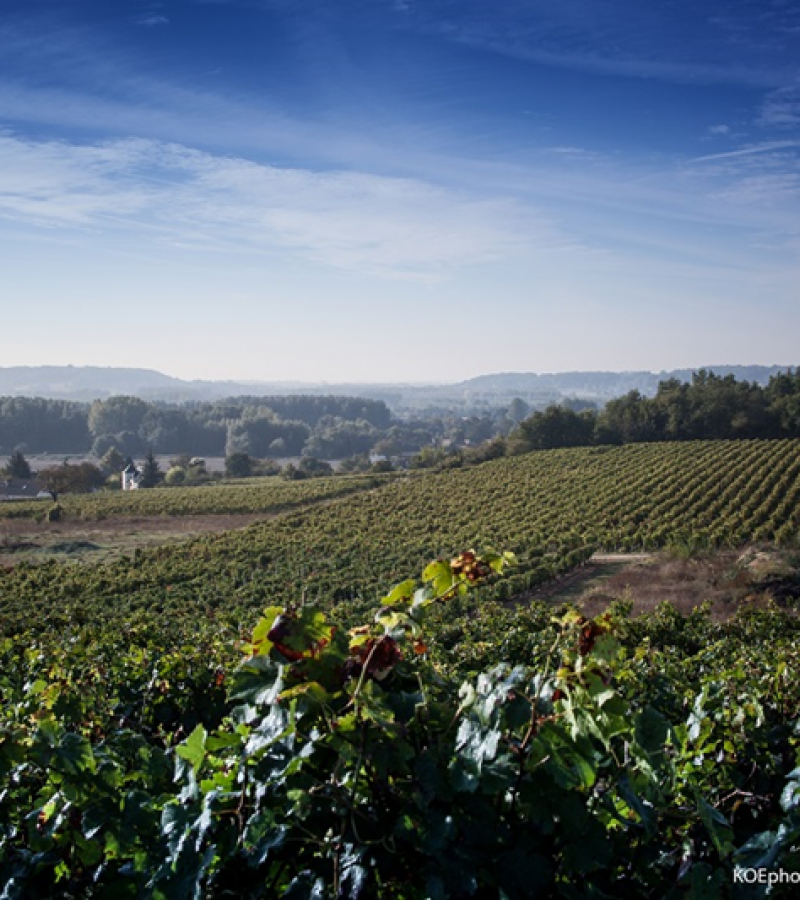 Pierre et Bertrand Couly - Chinon vineyard, France.